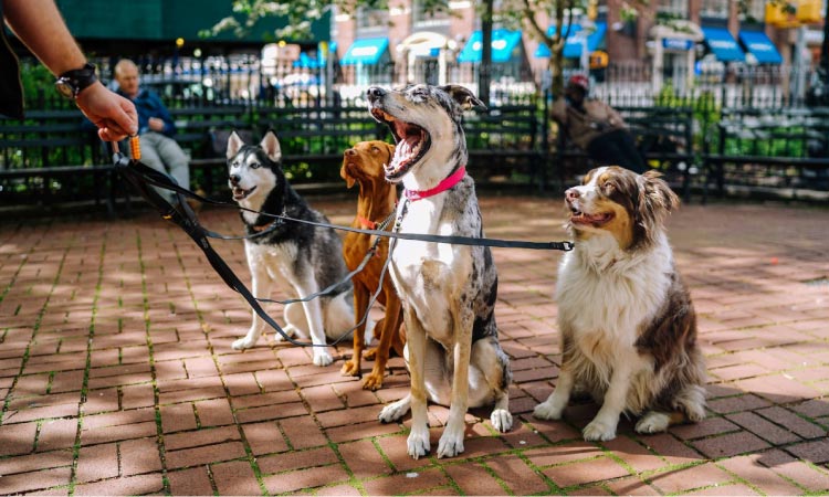 Four Dogs Showing Off Their Oral Health